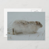 R7 Snowshoe Hare Ready to Run Briefkaart (Voorkant / Achterkant)