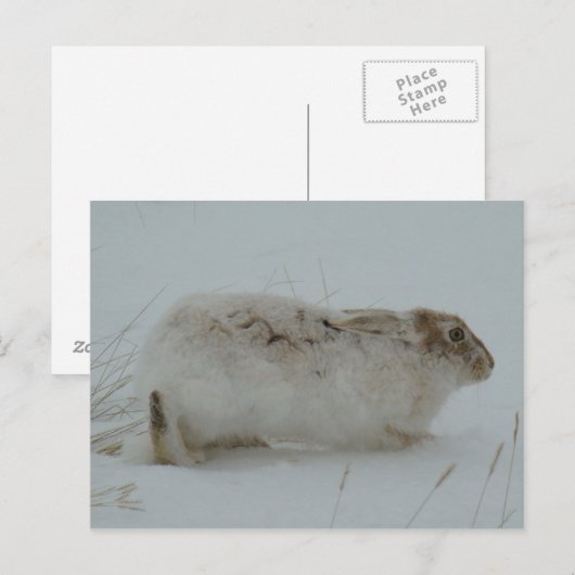 R7 Snowshoe Hare Ready to Run Briefkaart (Voorkant / Achterkant)
