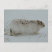 R7 Snowshoe Hare Ready to Run Briefkaart (Voorkant)
