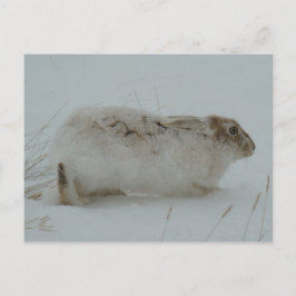 R7 Snowshoe Hare Ready to Run Briefkaart