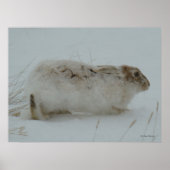 R7 Snowshoe Hare Ready to Run Poster (Voorkant)