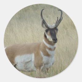 R8 Gaffelantilope Donker Gezicht Ronde Sticker