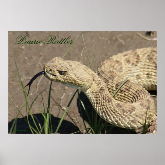 R8 Prairie Ratelslang Kop Schot Poster (Voorkant)