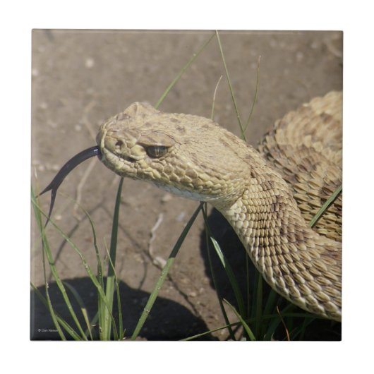 R8 Prairie Ratelslang Kop Schot Tegeltje (Voorkant)