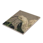 R8 Prairie Ratelslang Kop Schot Tegeltje (Zijkant)