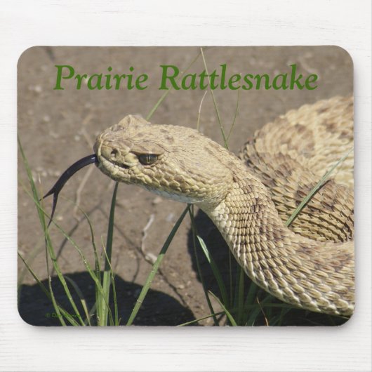 R8 Prairie Rattlesnake Head Muismat (Voorkant)