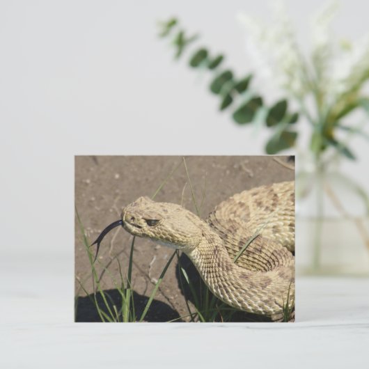 R8 Prairie Rattlesnake Head Shot Briefkaart (Staand voorkant)