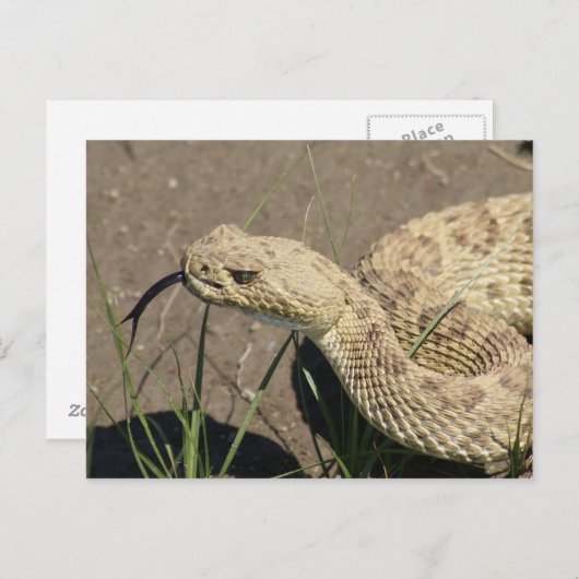 R8 Prairie Rattlesnake Head Shot Briefkaart (Voorkant / Achterkant)
