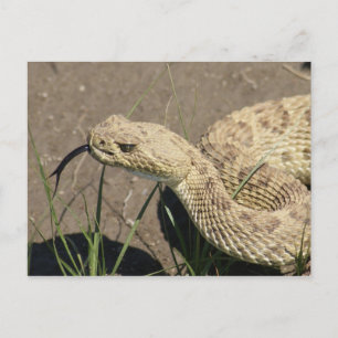 R8 Prairie Rattlesnake Head Shot Briefkaart