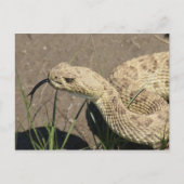 R8 Prairie Rattlesnake Head Shot Briefkaart (Voorkant)