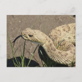 R8 Prairie Rattlesnake Head Shot Briefkaart