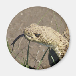 R8 Prairie Rattlesnake Head Shot Magneet