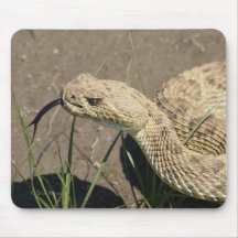 R8 Prairie Rattlesnake Head Shot