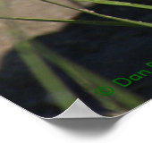 R8 Prairie Rattlesnake Head Shot Poster (Hoek)