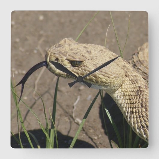 R8 Prairie Rattlesnake Head Shot Vierkante Klok (Voorkant)