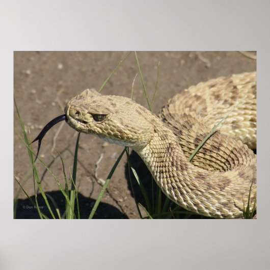 R8 Ratelslang Kop Schot Poster (Voorkant)