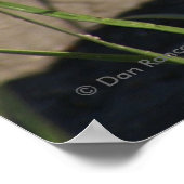 R8 Rattlesnake Head Shot Poster (Hoek)