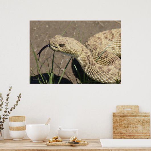 R8 Rattlesnake Head Shot Poster (Keuken)