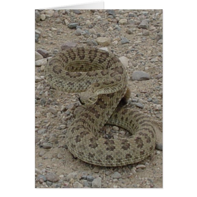 R9 Prairie Ratelslang Opgerold (Voorkant)