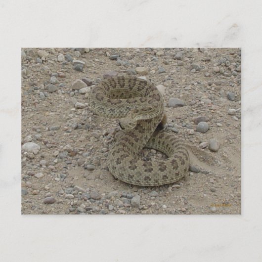 R9 Prairie Ratelslang Opgerold Briefkaart (Voorkant)
