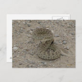 R9 Prairie Rattlesnake Coiled Briefkaart (Voorkant / Achterkant)