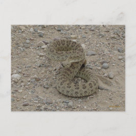 R9 Prairie Rattlesnake Coiled Briefkaart