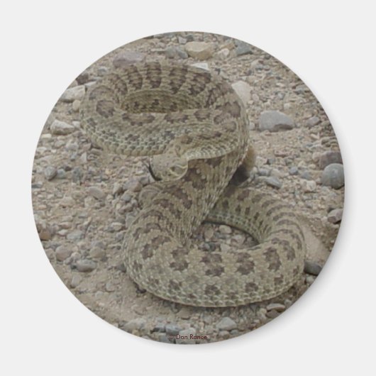 R9 Prairie Rattlesnake Coiled Magneet (Voorkant)
