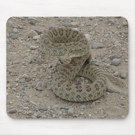R9 Prairie Rattlesnake Coiled Muismat (Voorkant)