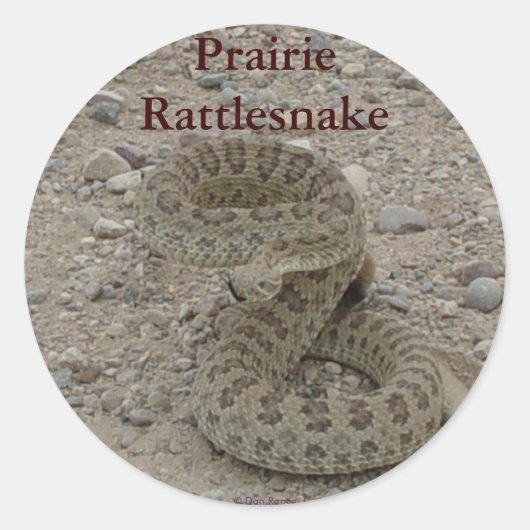 R9 Prairie Rattlesnake Coiled Ronde Sticker (Voorkant)