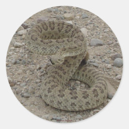 R9 Prairie Rattlesnake Coiled Ronde Sticker