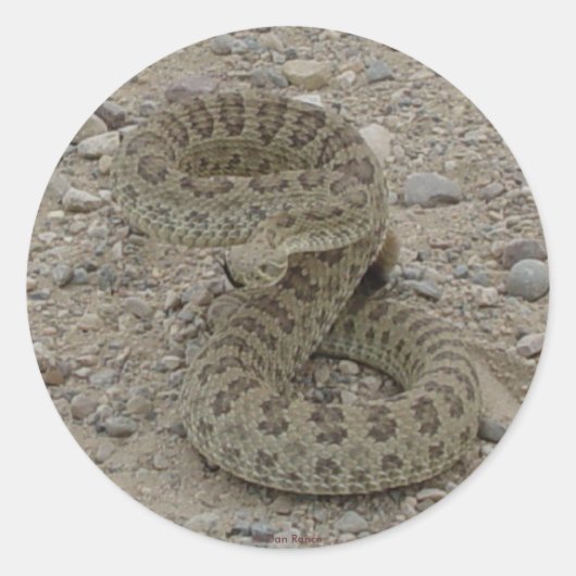 R9 Prairie Rattlesnake Coiled Ronde Sticker (Voorkant)