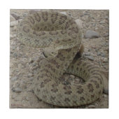R9 Prairie Rattlesnake Coiled Tegeltje (Voorkant)