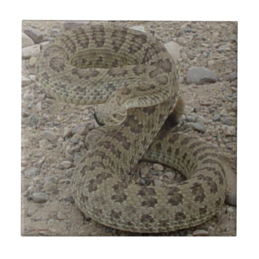 R9 Prairie Rattlesnake Coiled Tegeltje (Voorkant)