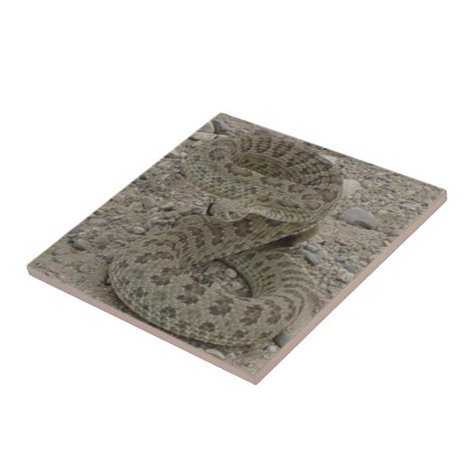 R9 Prairie Rattlesnake Coiled Tegeltje (Zijkant)