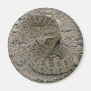 R9 Prairie Rattlesnake Opgerold Magneet