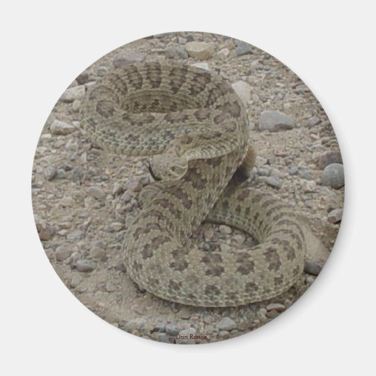 R9 Prairie Rattlesnake Opgerold Magneet (Voorkant)