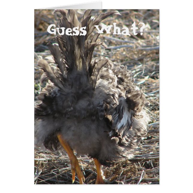 Raad eens?  Chicken Butt (Voorkant)