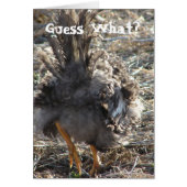 Raad eens? Chicken Butt (Voorkant)