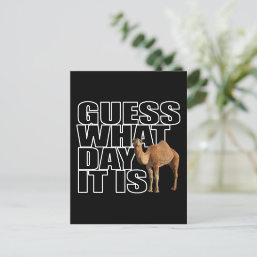 Raad eens wat het is voor dag Hump Day Camel Briefkaart (Staand voorkant)