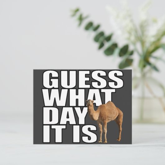 Raad eens wat het is voor dag Hump Day Camel Briefkaart (Staand voorkant)
