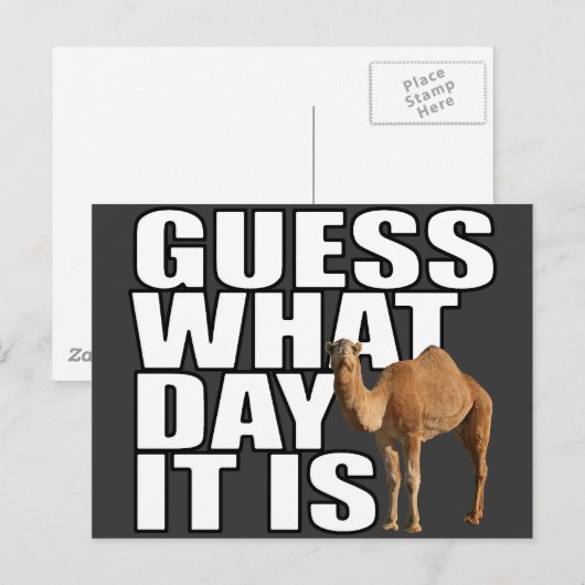 Raad eens wat het is voor dag Hump Day Camel Briefkaart (Voorkant / Achterkant)