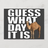Raad eens wat het is voor dag Hump Day Camel Briefkaart (Voorkant)