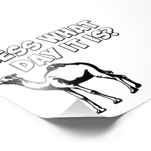 Raad eens welke dag het is? Hump Day Camel Foto Afdruk (Hoek)