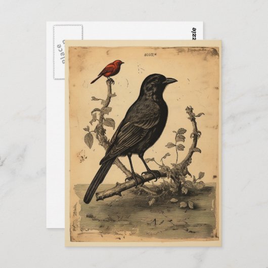  raaf en rode vogel briefkaart (Voorkant / Achterkant)