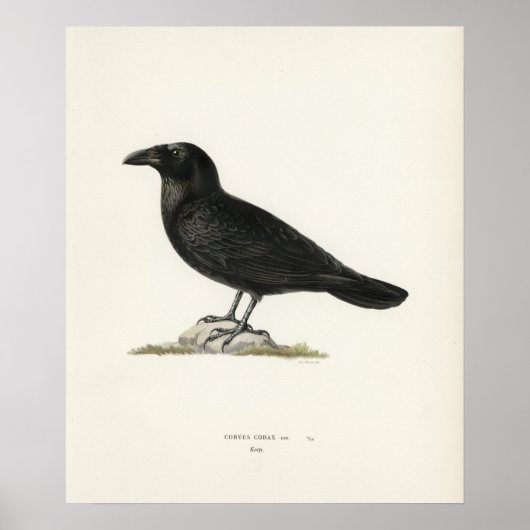Raaf Poster (Voorkant)