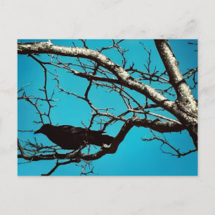 Raaf Zwarte Vogel Zilveren Boom Blauwe Lucht Foto Briefkaart