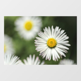 Raamfolie - Bloeiende Madeliefjesbloem Raamsticker
