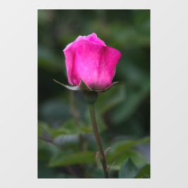 Raamfolie - Elegante Roze Roosknop Fotografie Raamsticker