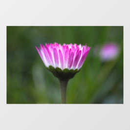 Raamfolie - Foto van madeliefje Raamsticker