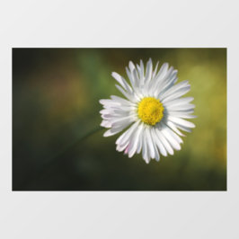 Raamfolie - Foto van madeliefje Raamsticker
